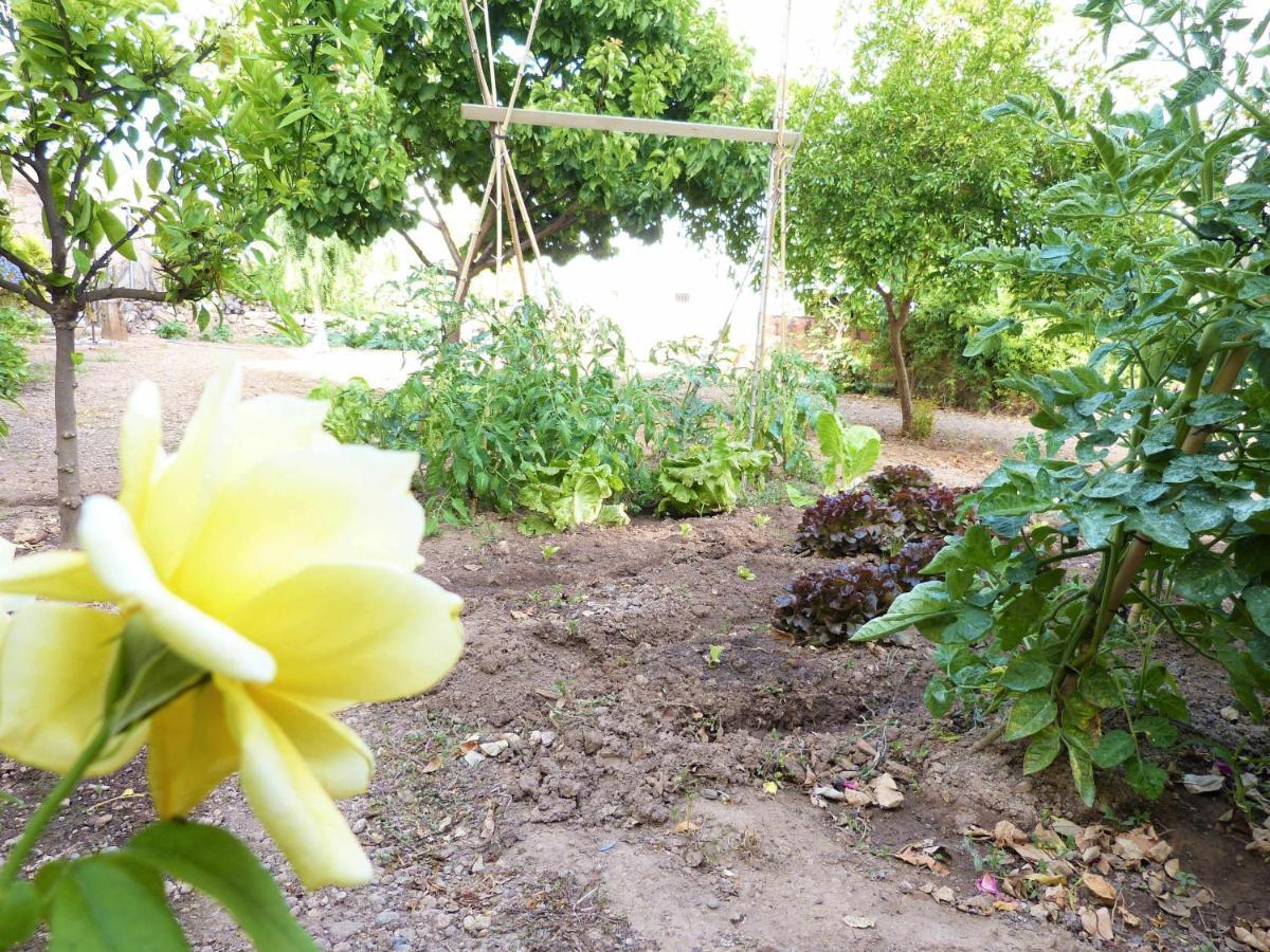 Hort De La Cinteta Villa Alcover Exteriör bild